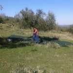 olive harvest in Chamaloni Cottages