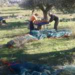 olive harvest in Chamaloni Cottages